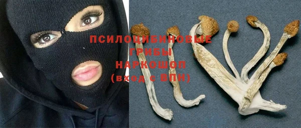 прущие грибы Абаза